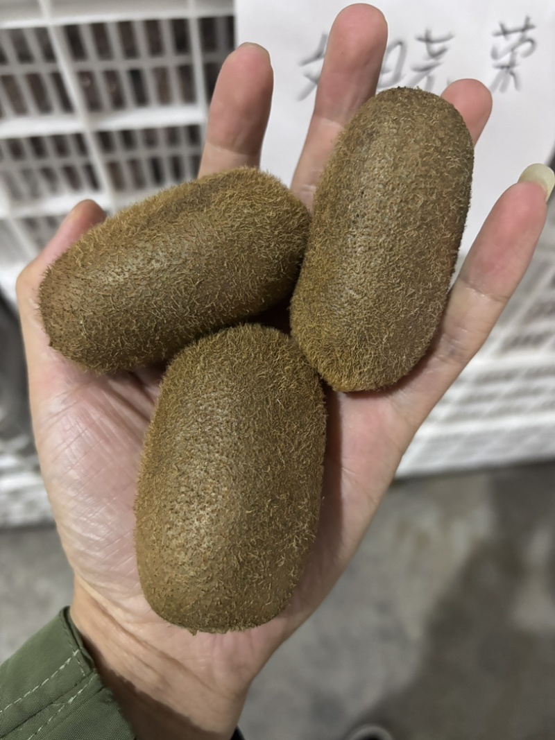 贵州修文猕猴桃