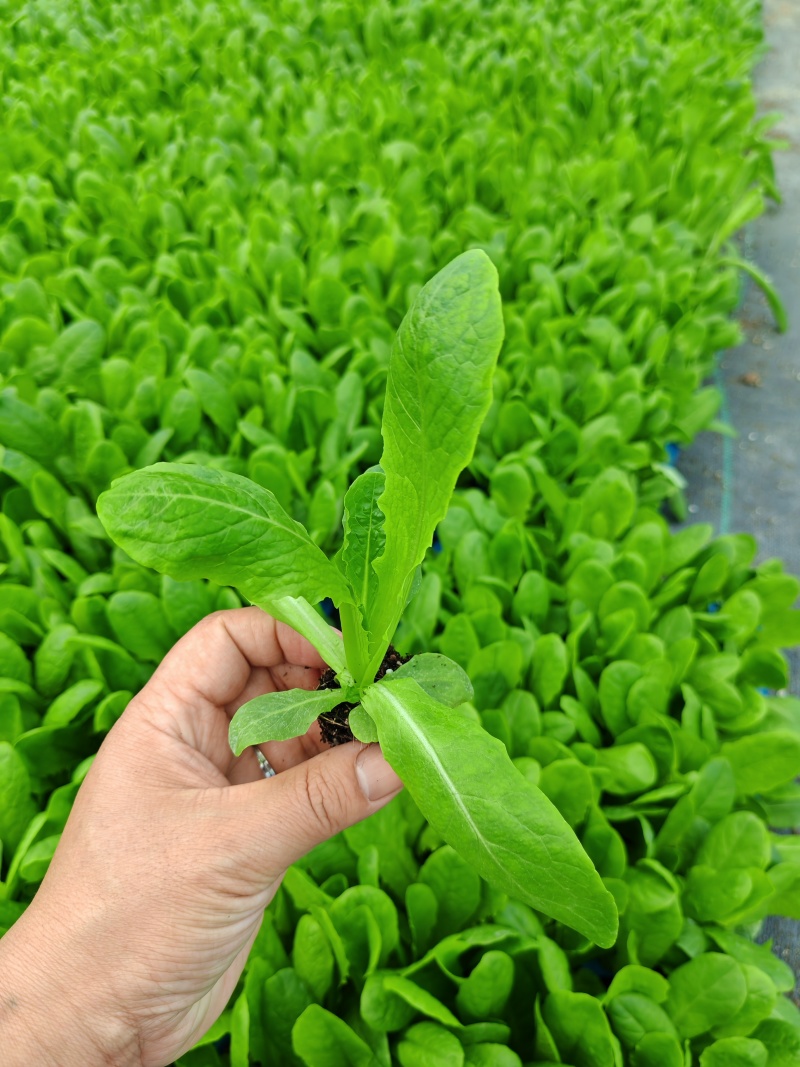 《三青皮莴笋》穴盘莴笋苗，质量保证，可直接发货，对接电商