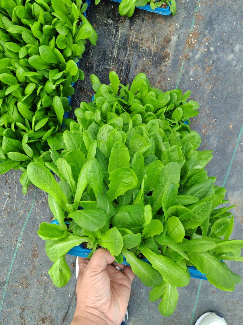 《三青皮莴笋》穴盘莴笋苗，质量保证，可直接发货，对接电商