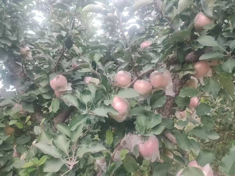 大量供应膜袋红富士苹果75起步的通货