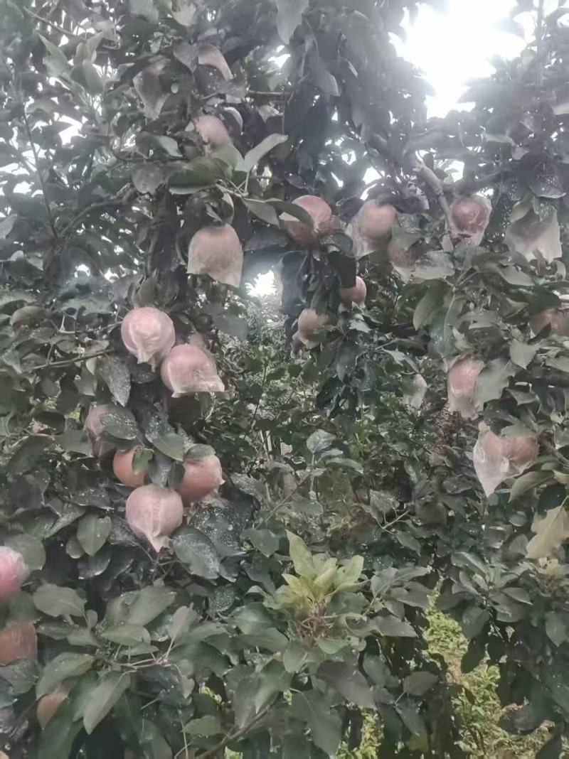 大量供应膜袋红富士苹果75起步的通货