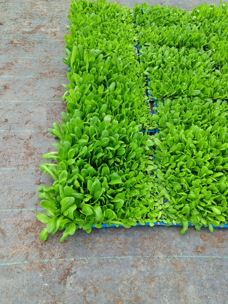 《三青皮莴笋》穴盘莴笋苗，质量保证，可直接发货，对接电商