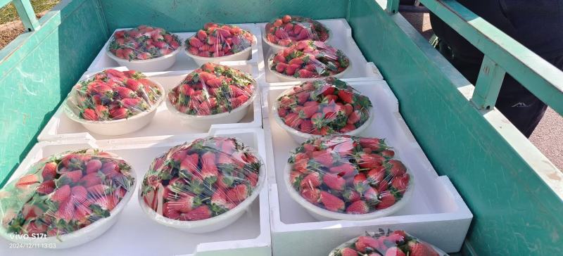 大棚草莓甜宝大量供应市场分级货通货