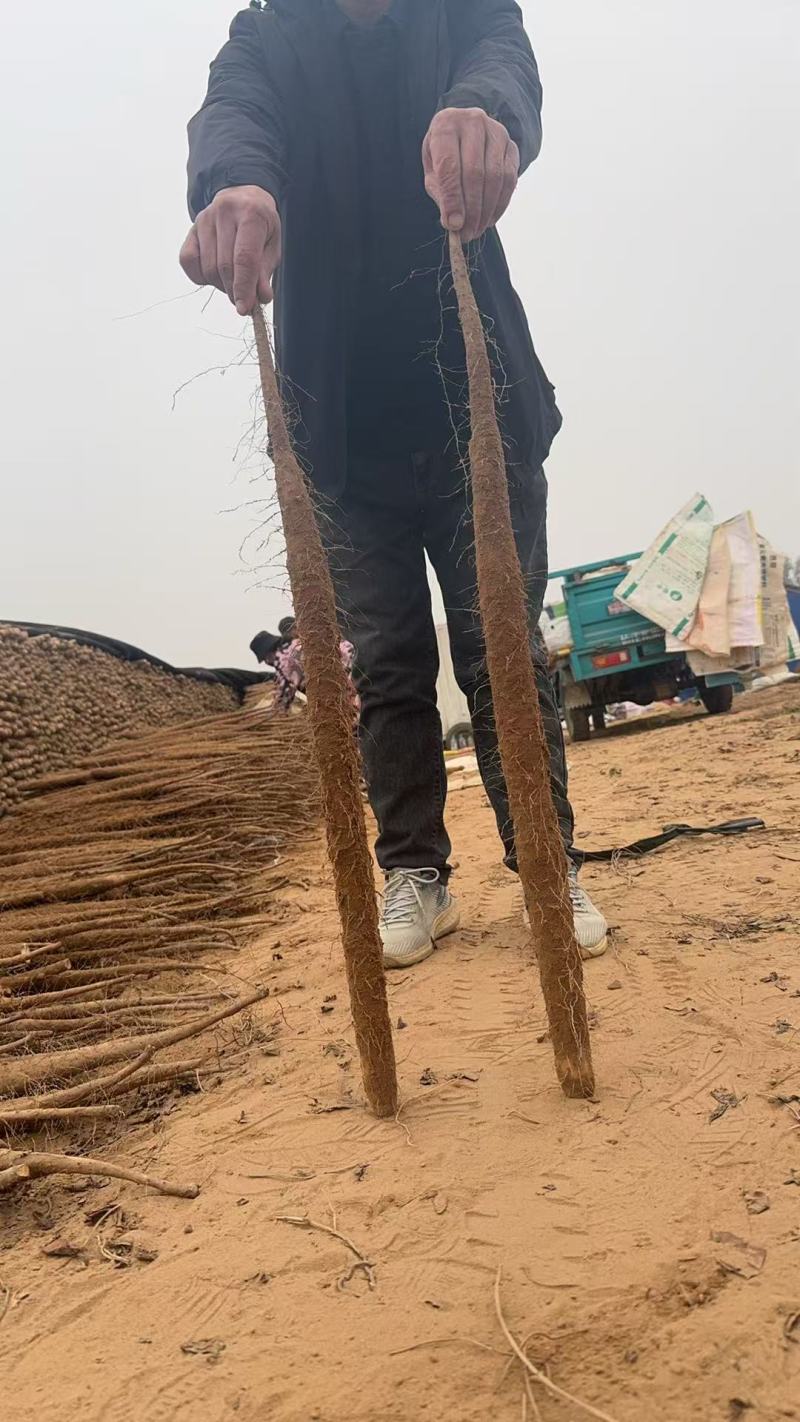 河南安阳双棒山药，产地直发，品质保证，诚信经营，可视频看货