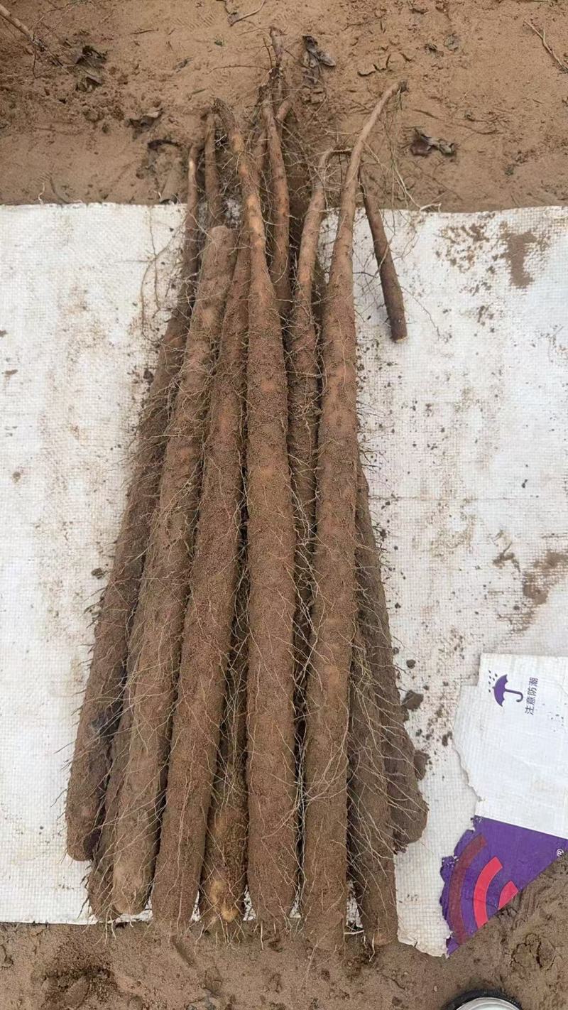 河南安阳双棒山药，产地直发，品质保证，诚信经营，可视频看货