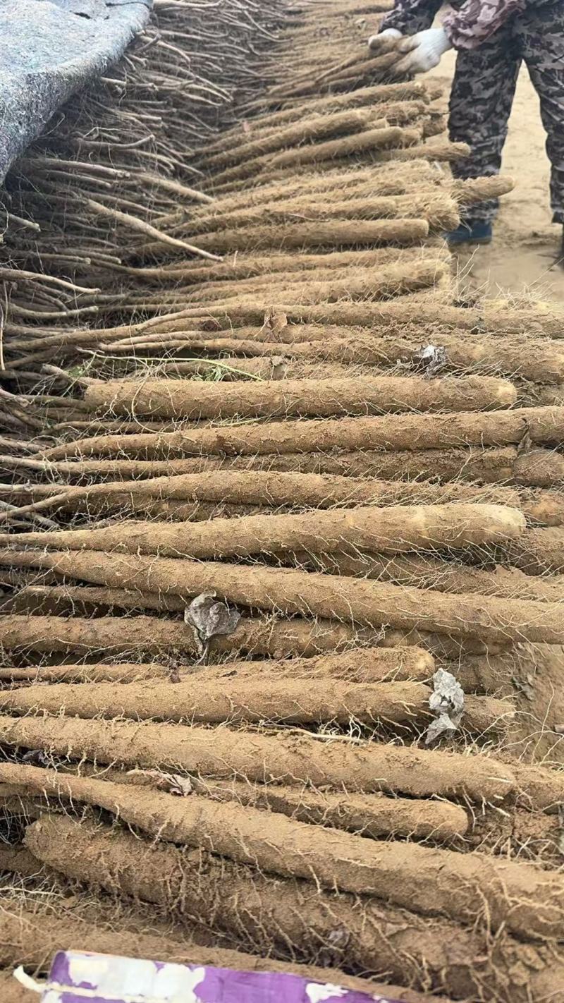 河南安阳双棒山药，产地直发，品质保证，诚信经营，可视频看货