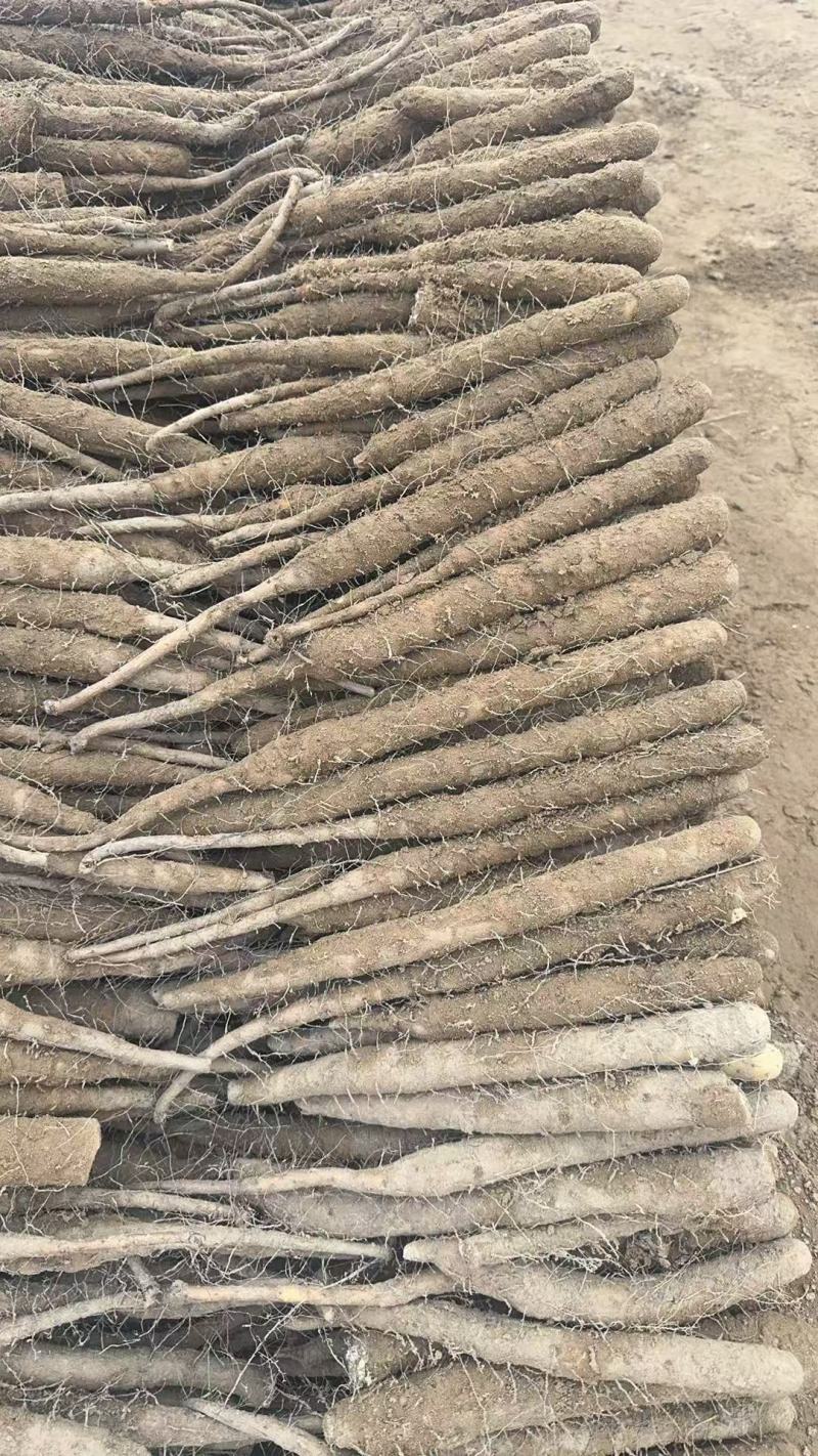 河南安阳双棒山药，产地直发，品质保证，诚信经营，可视频看货