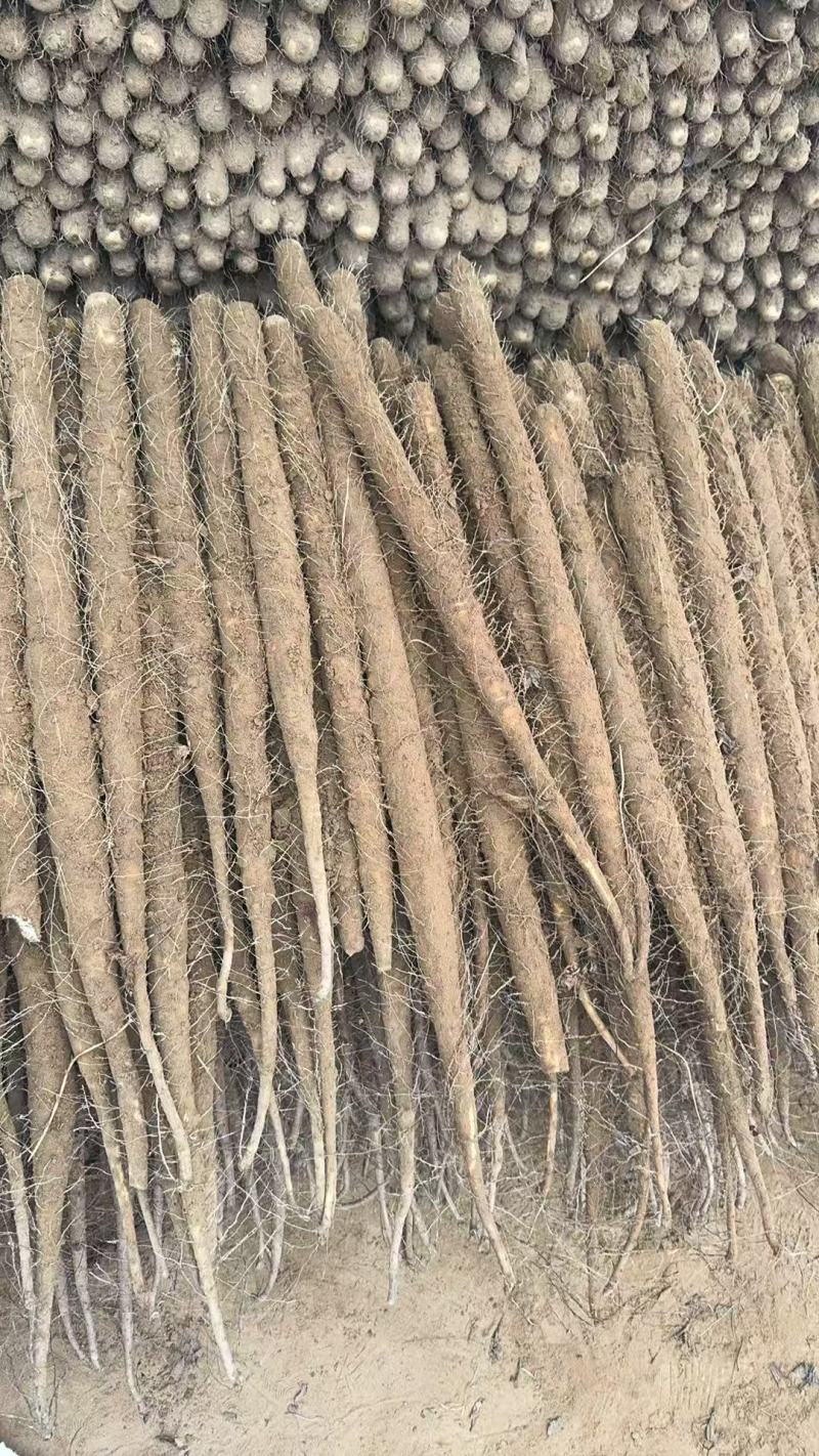 河南安阳双棒山药，产地直发，品质保证，诚信经营，可视频看货