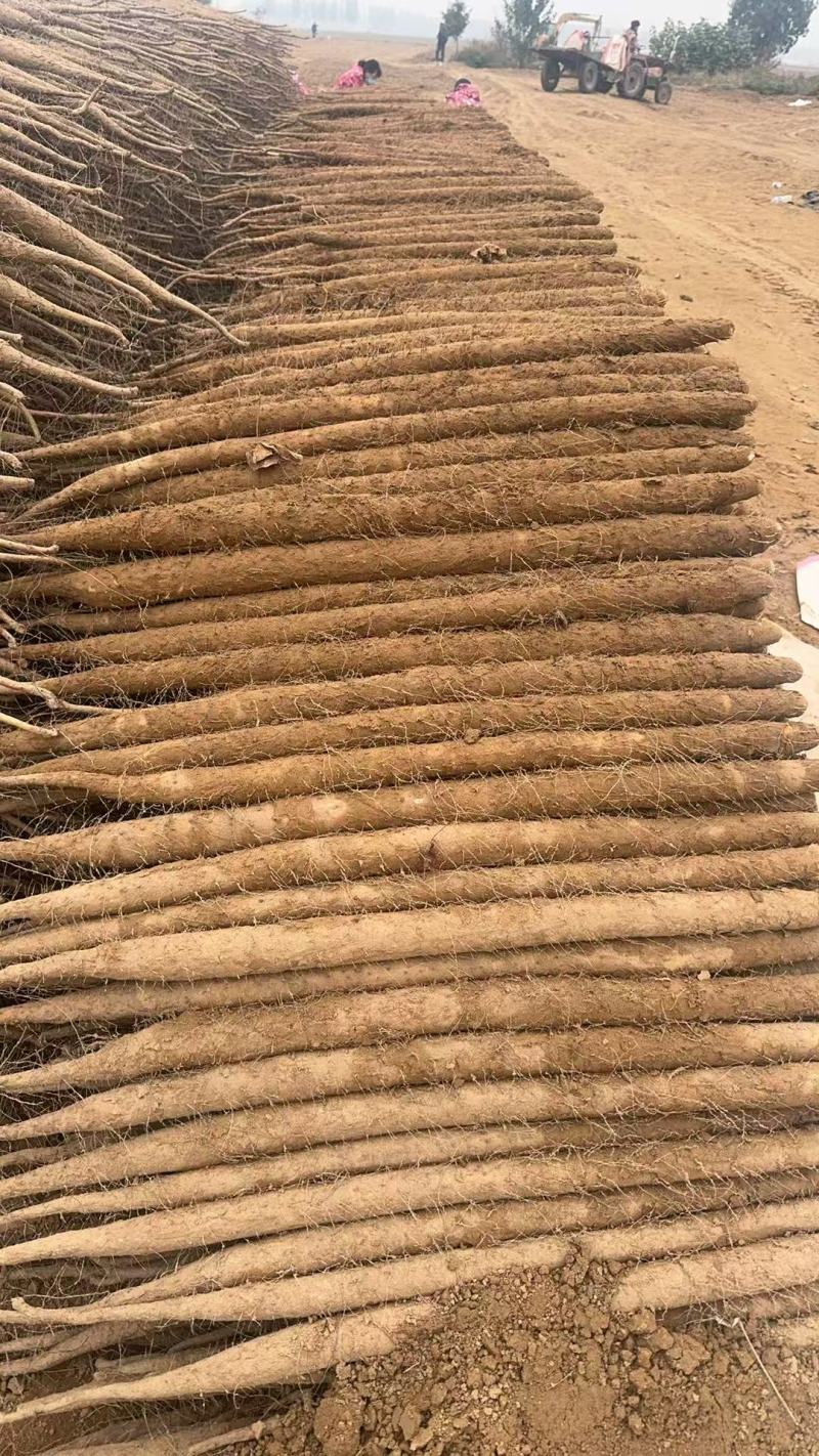 河南安阳双棒山药，产地直发，品质保证，诚信经营，可视频看货