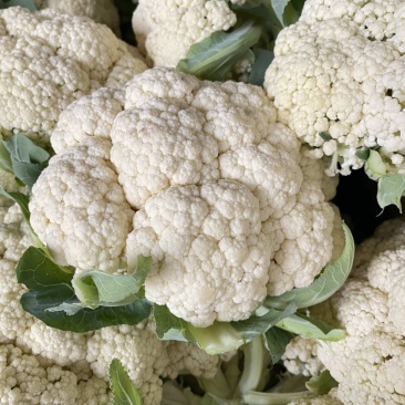 优质新梗白面小米粒松花菜