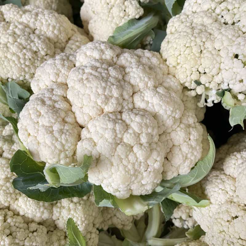 优质新梗白面小米粒松花菜