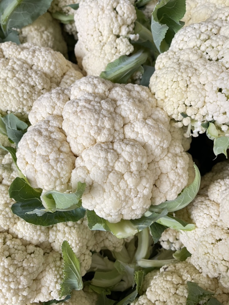 优质新梗白面小米粒松花菜