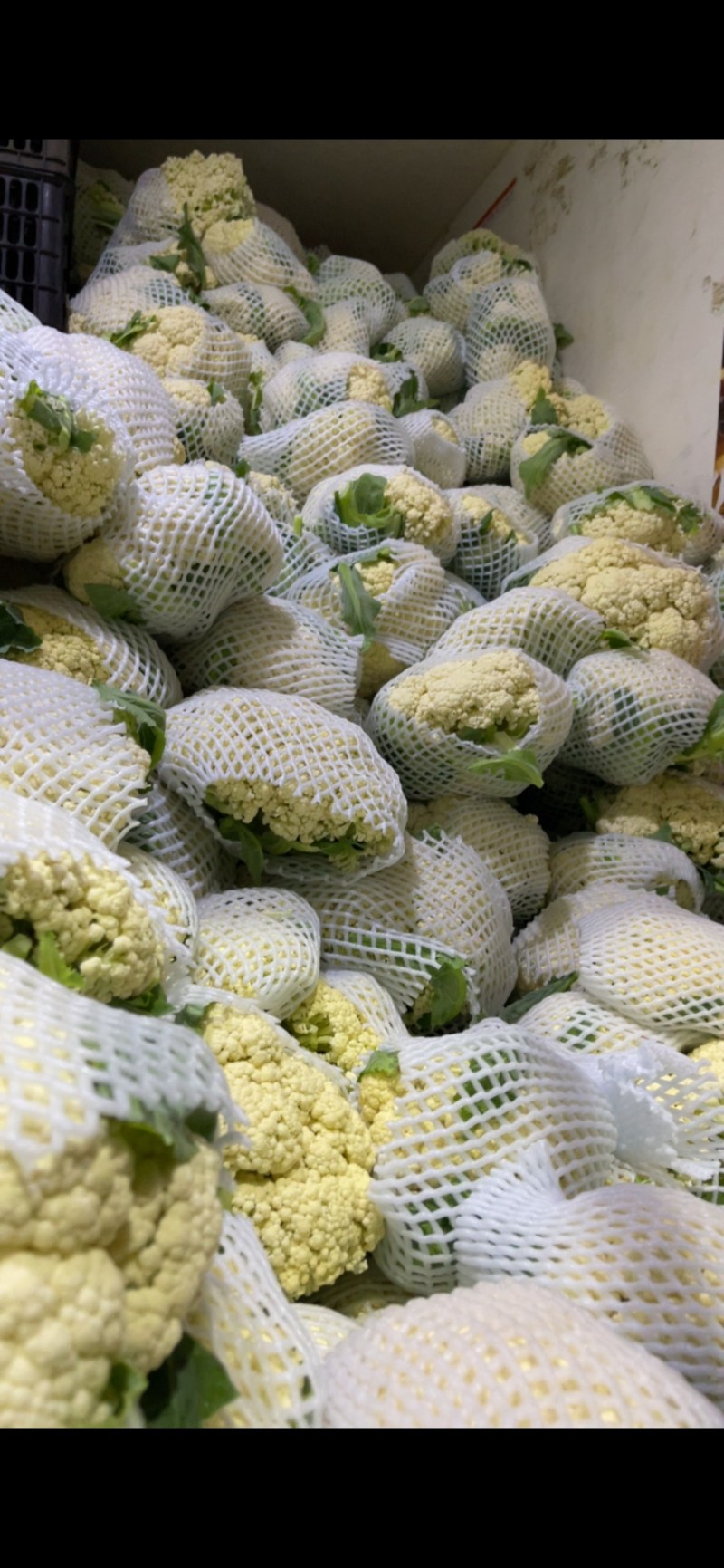 优质新梗白面小米粒松花菜