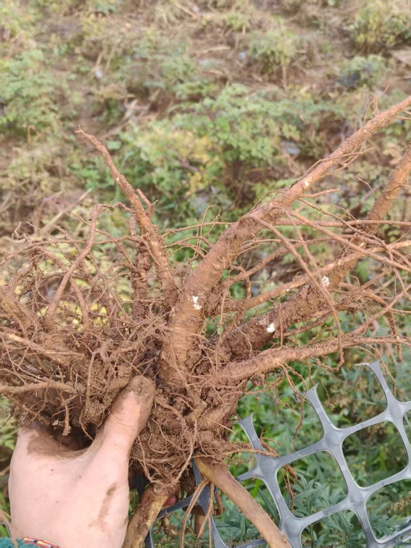 品质当归原产地直发价格美丽实惠货源充足有保证