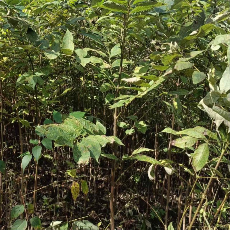 贵州黄柏苗直供，现挖现发，品种纯正，根系发达