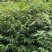 贵州黄柏苗直供，现挖现发，品种纯正，根系发达