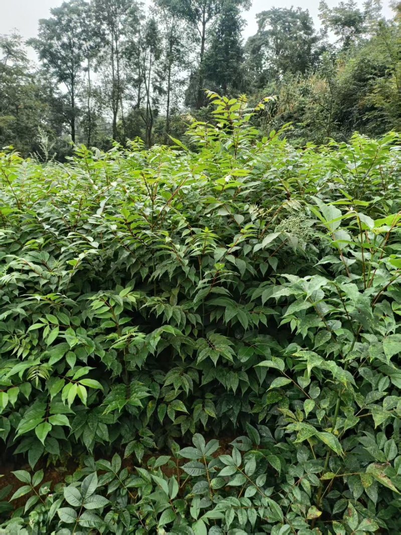 贵州黄柏苗直供，现挖现发，品种纯正，根系发达