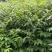 贵州黄柏苗直供，现挖现发，品种纯正，根系发达