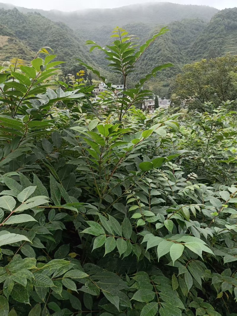 贵州黄柏苗直供，现挖现发，品种纯正，根系发达