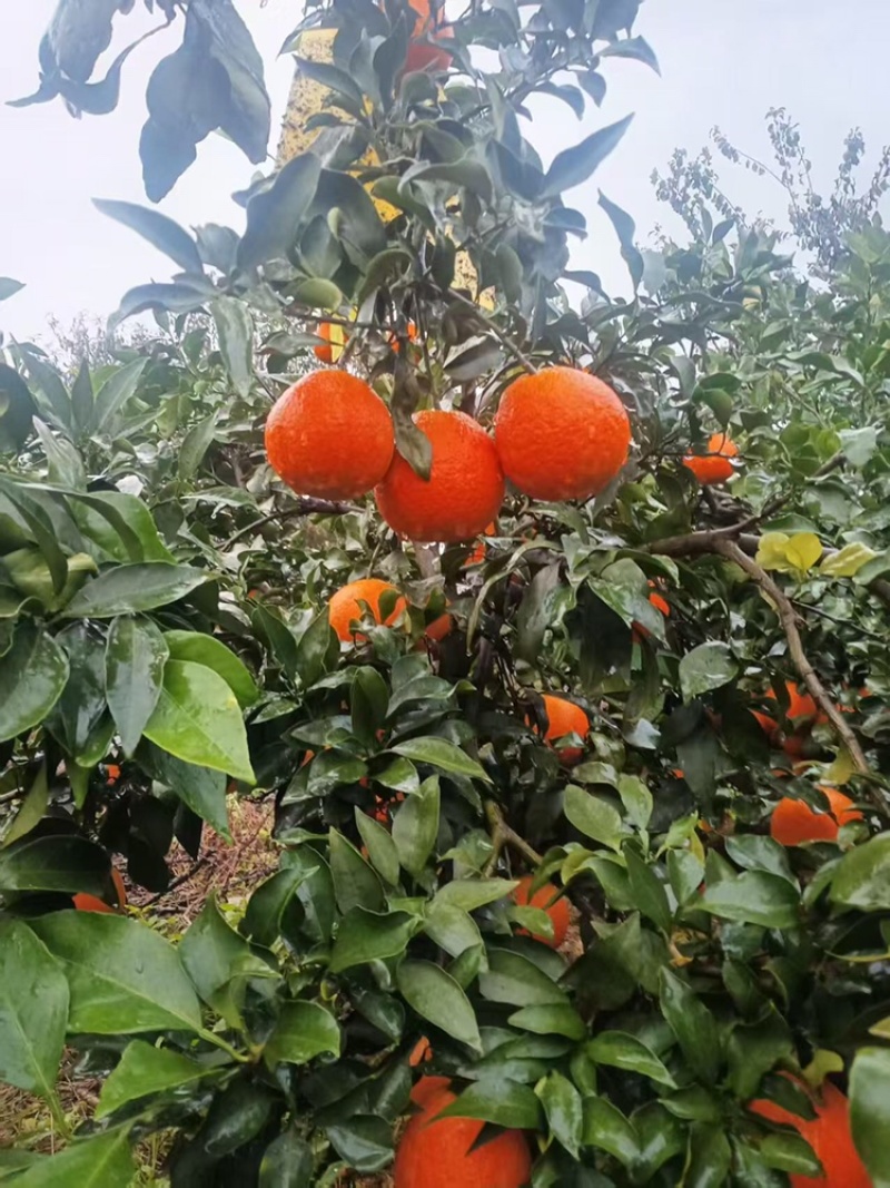爱媛38，果冻橙，细腻化渣，可视频看货原产地直供支持线上