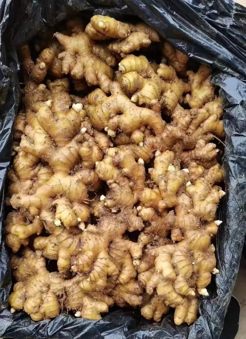山东小黄姜山东生姜基地直供现货供应中坏烂包赔