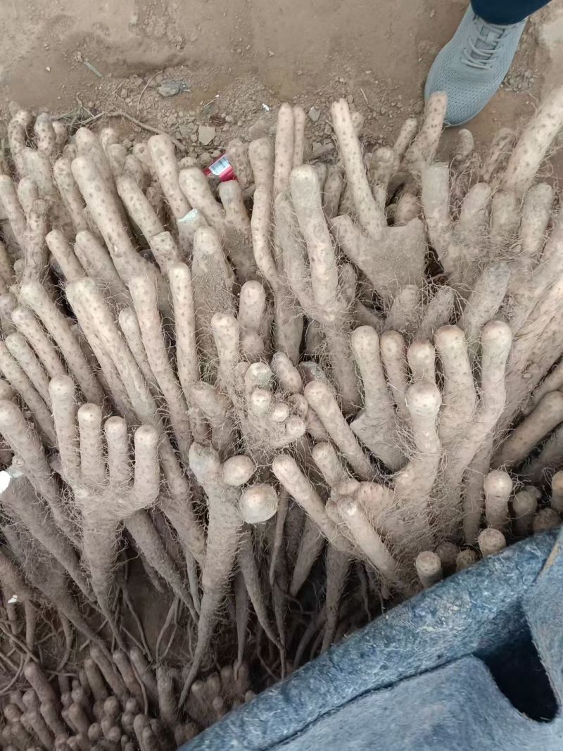 山药大量上市对接全国市场商超社区团购各种规格都有