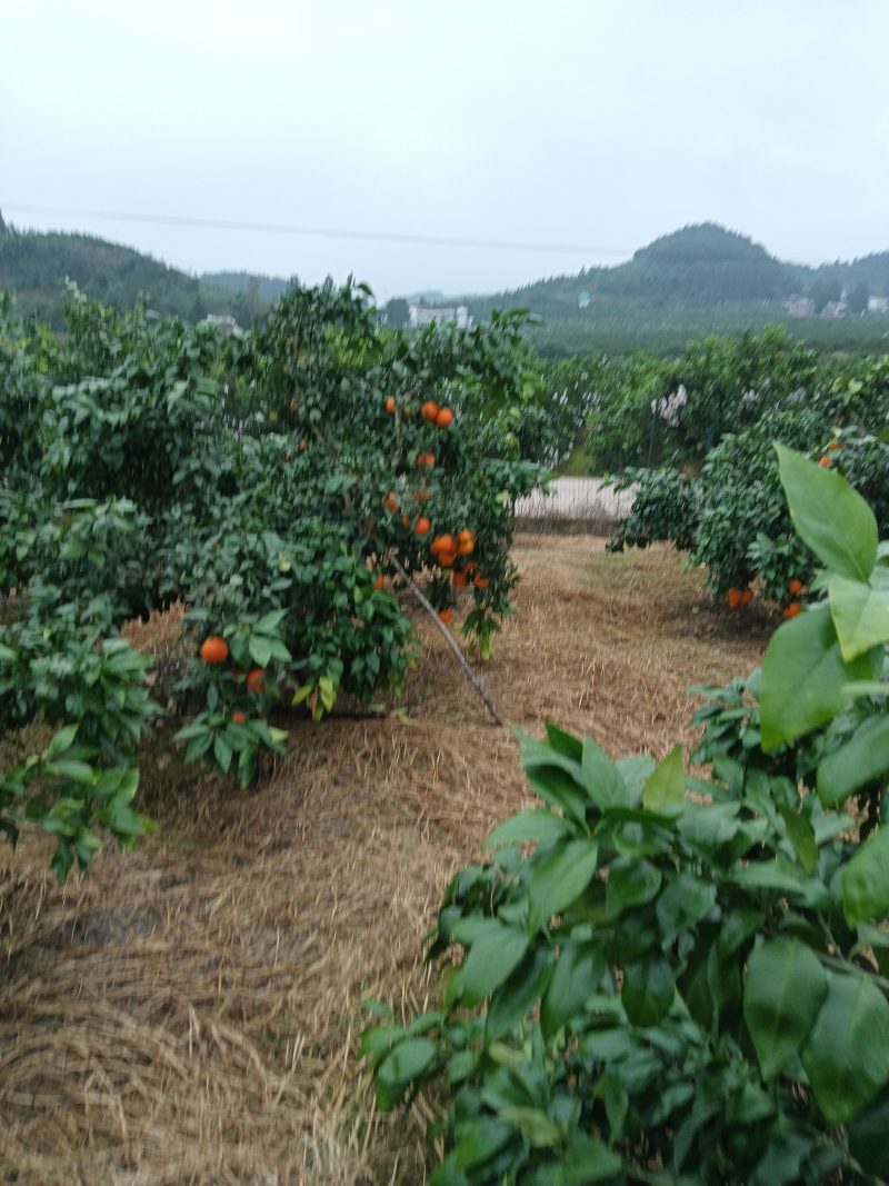 爱媛果果冻橙