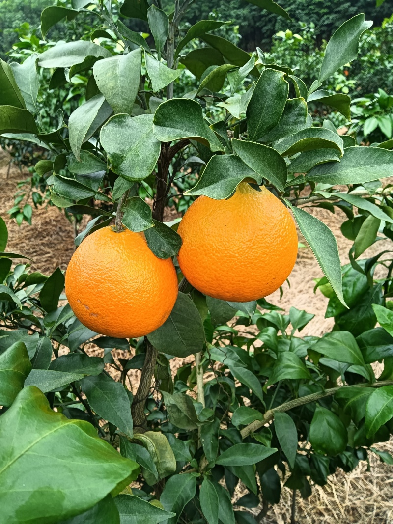 爱媛果果冻橙