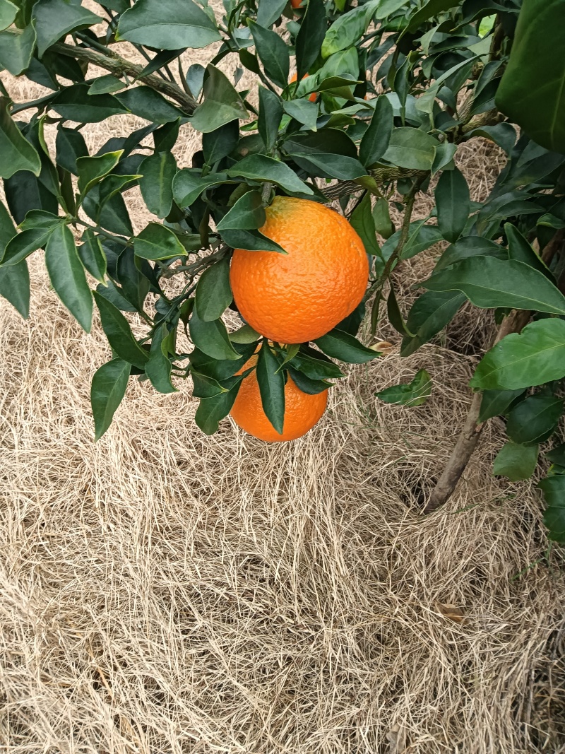 爱媛果果冻橙