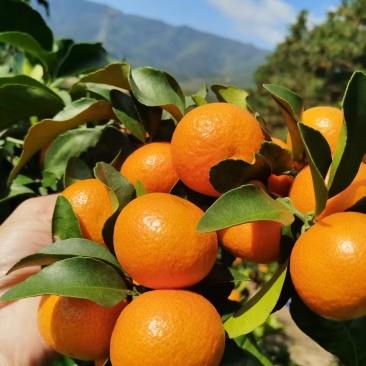 广西精品南丰蜜橘，棉桔蜜橘品质保证量大从优一手货源