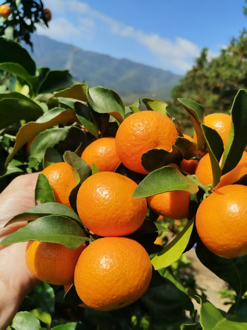 广西精品南丰蜜橘，棉桔蜜橘品质保证量大从优一手货源