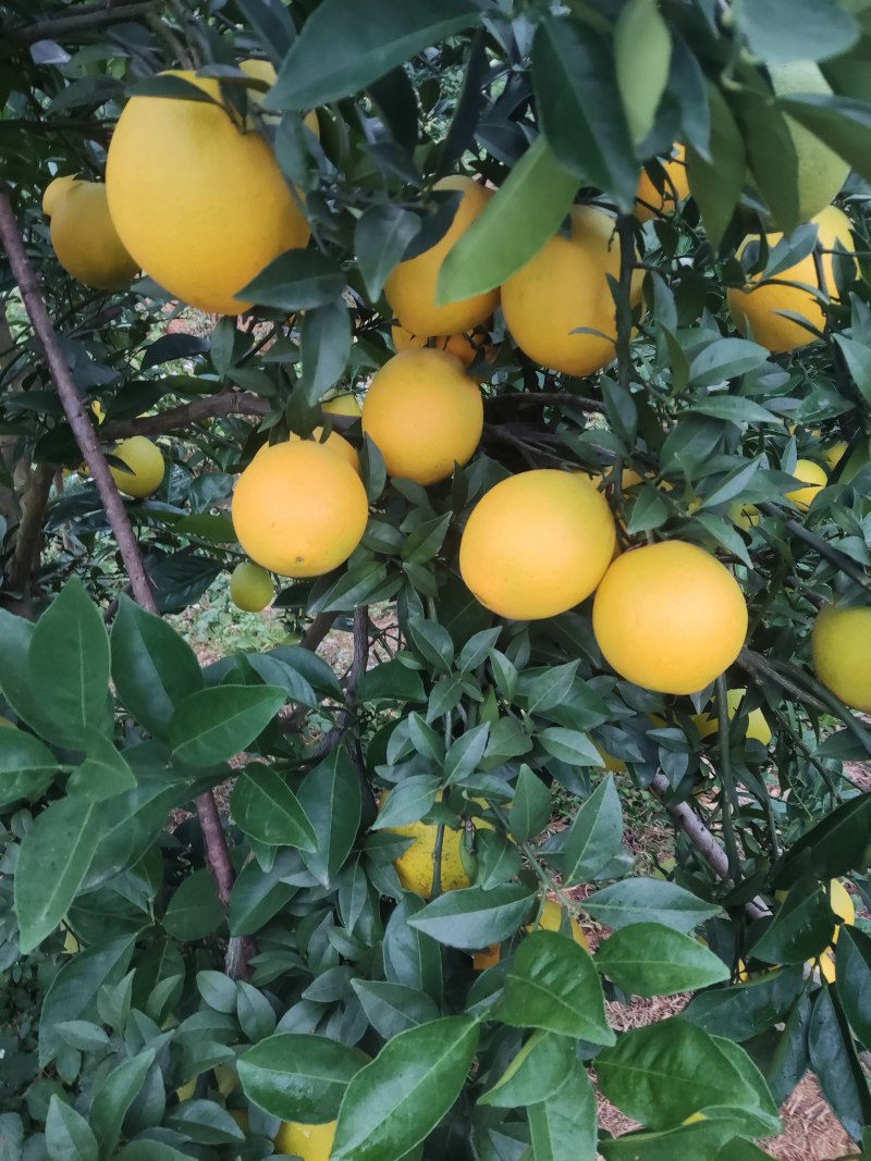 赣南脐橙果园基地直销