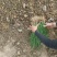 河西二红洋葱苗全网优质货源现货供应/洋葱苗圃基地一手货源