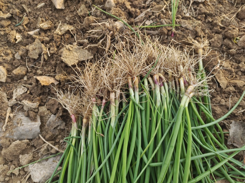 河西二红洋葱苗全网优质货源现货供应/洋葱苗圃基地一手货源