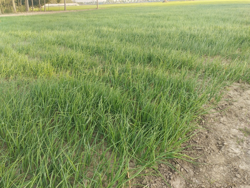 河西二红洋葱苗全网优质货源现货供应/洋葱苗圃基地一手货源