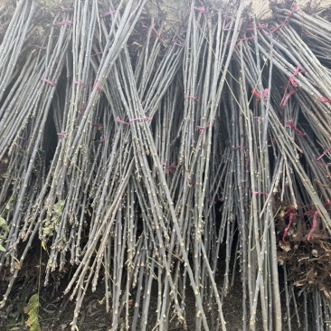 红油香椿树苗大量现货供应，你有量我有价。