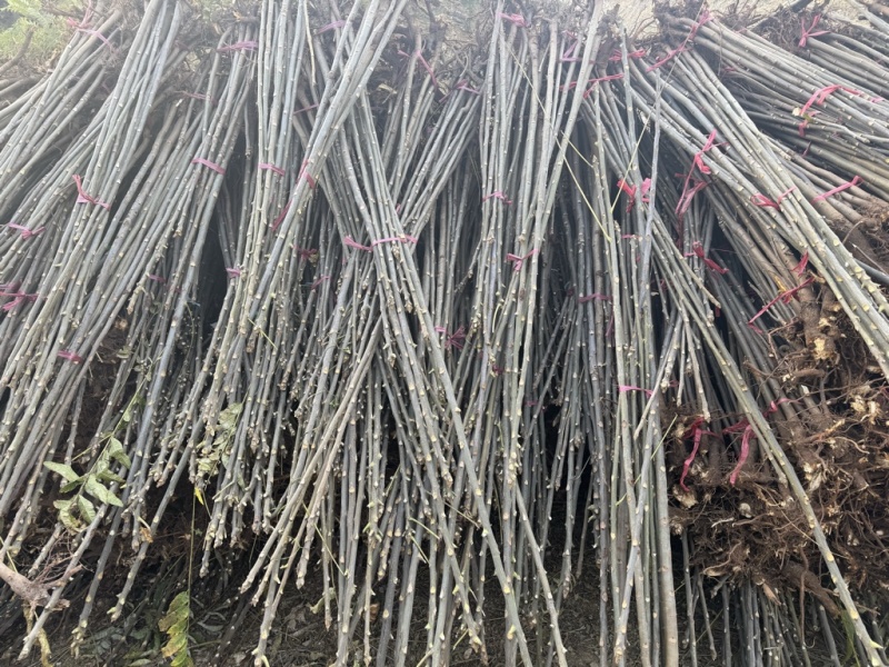 红油香椿树苗大量现货供应，你有量我有价。