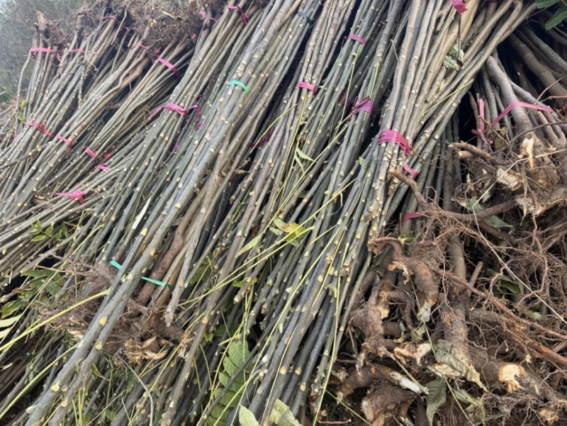 红油香椿树苗大量现货供应，你有量我有价。