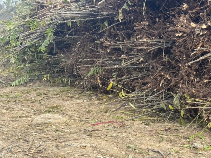 红油香椿树苗大量现货供应，你有量我有价。