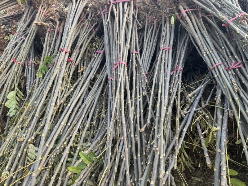 红油香椿树苗大量现货供应，你有量我有价。