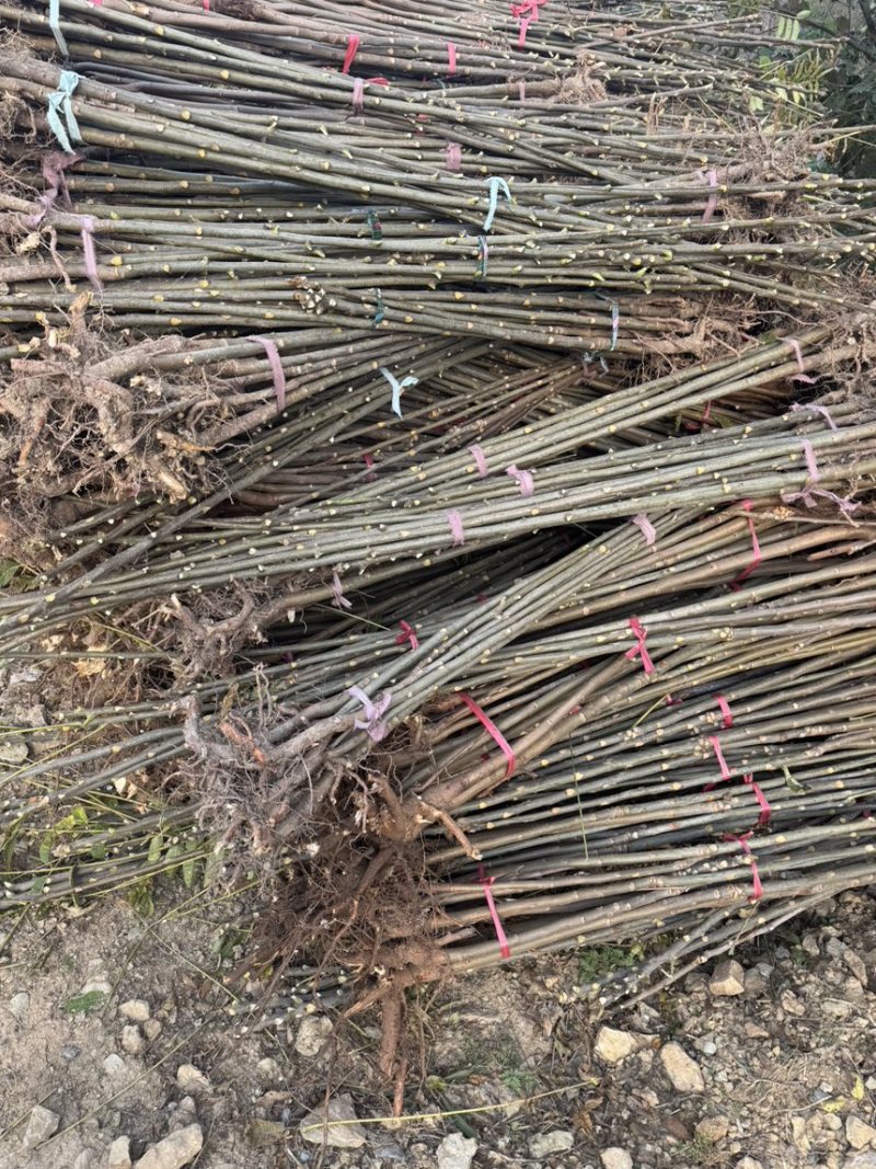 红油香椿树苗大量现货供应，你有量我有价。