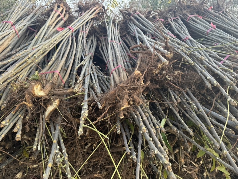 红油香椿树苗大量现货供应，你有量我有价。