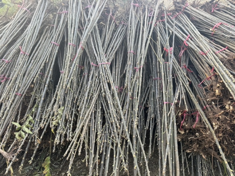 红油香椿树苗大量现货供应，你有量我有价。