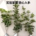 桂花树苗四季桂盆栽可食用开花室内阳台庭院浓香