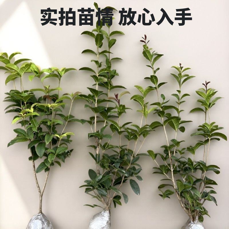 桂花树苗四季桂盆栽可食用开花室内阳台庭院浓香