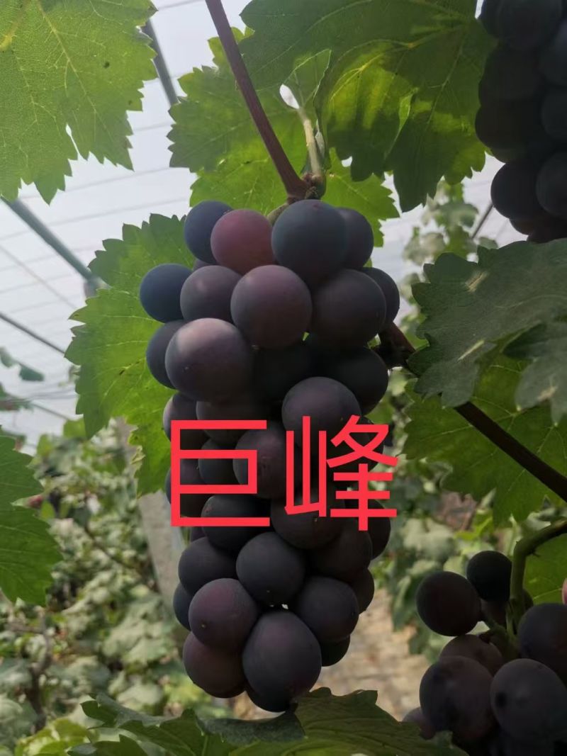 出售巨峰葡萄苗量大价优免费指导欢迎老板联系