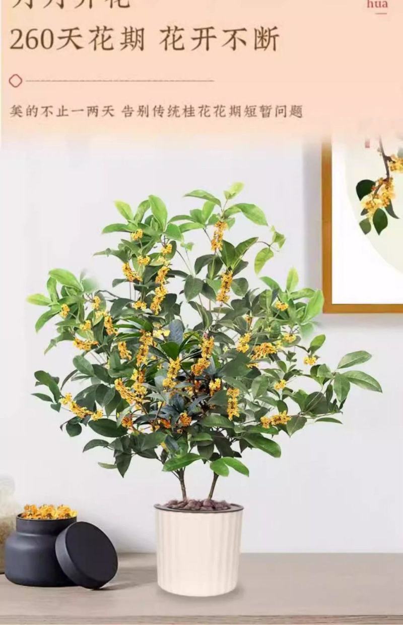 桂花树苗四季桂盆栽可食用开花室内阳台庭院浓香