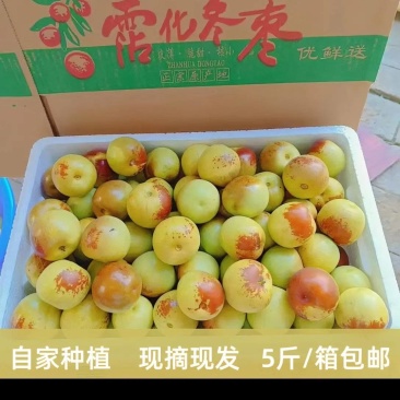 沾化冬枣