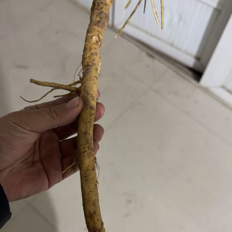 移栽防风条子