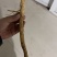 移栽防风条子